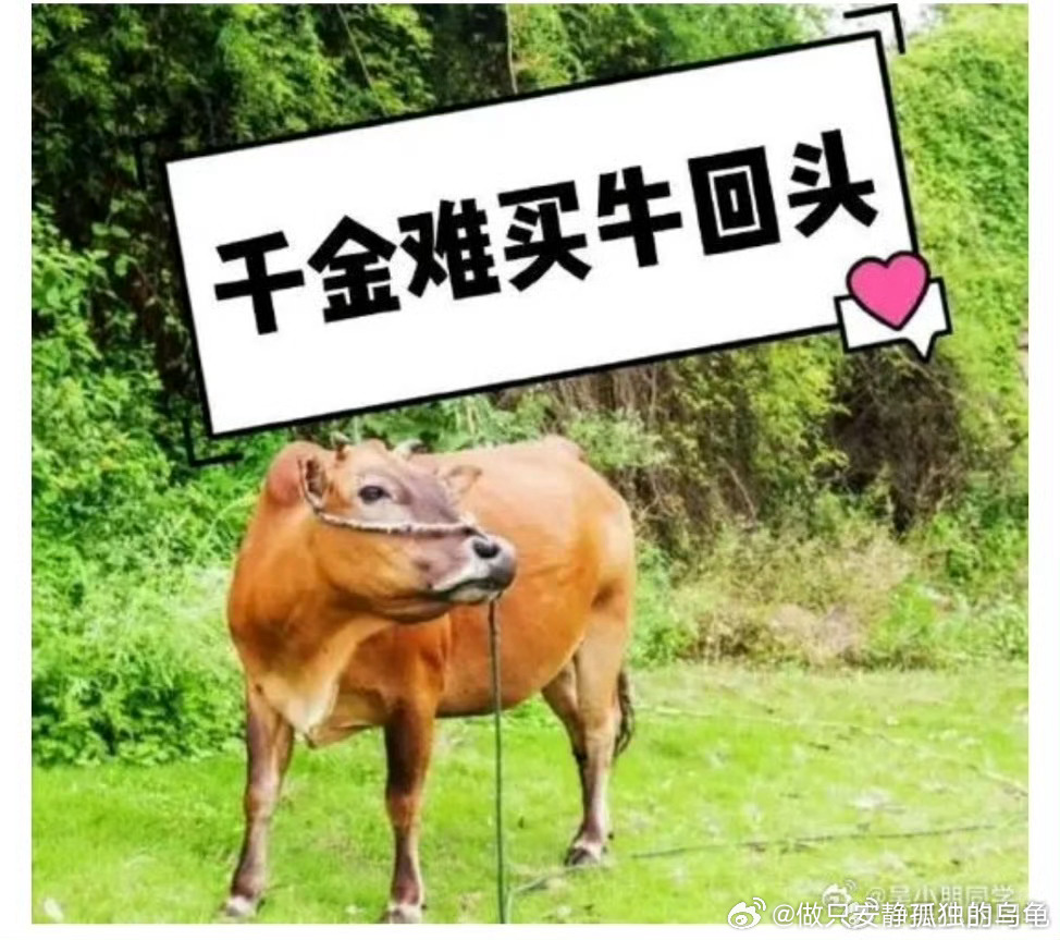 业内：牛回头和倒车接人是机会业内观察，牛回头与倒车接人策略——捕捉市场机会的关键所在