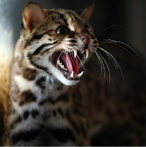 猫掉进老虎园结局如果猫掉进老虎园，其结局可能会非常危险，甚至可能致命。